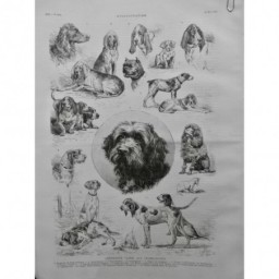 1887 I EXPOSITION CANINE CHAMPS-ELYSEES TOILETTAGE DRESSAGE RACE DESSIN MAHLER