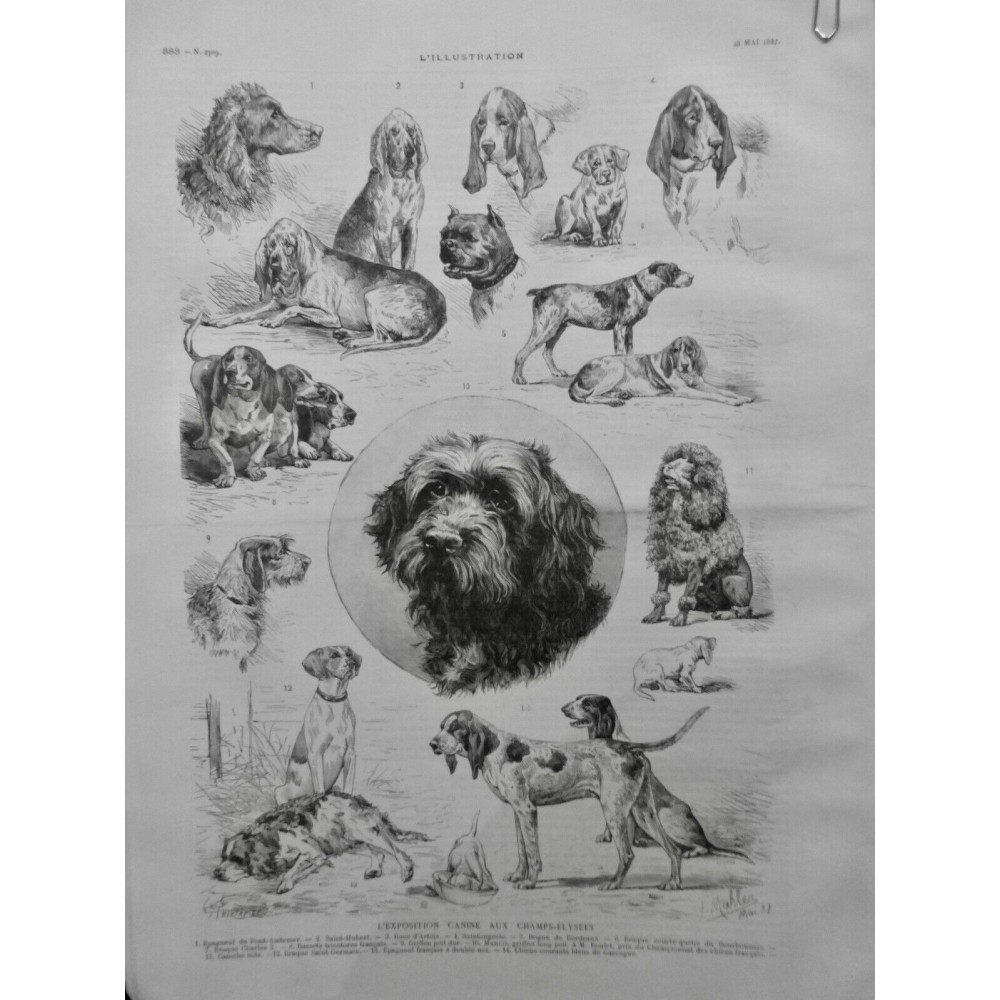 1887 I EXPOSITION CANINE CHAMPS-ELYSEES TOILETTAGE DRESSAGE RACE DESSIN MAHLER