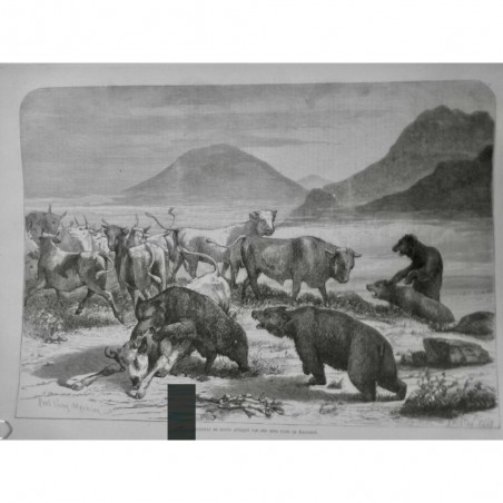 1874 I DAUPHINÉ TROUPEAU BOEUF ATTAQUÉ OURS AFFAMÉ FAIM HIVER ALPES FLEUVE