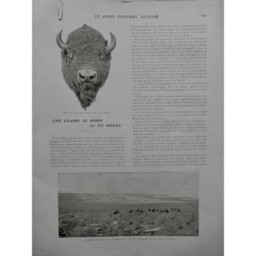 1904 SI BISONS CHASSE TETE PLUS GROS BISON TUÉ TROUPEAU BROUSSE LAC SALÉ