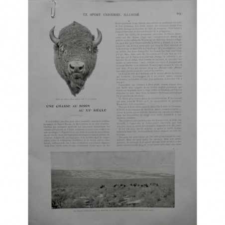 1904 SI BISONS CHASSE TETE PLUS GROS BISON TUÉ TROUPEAU BROUSSE LAC SALÉ