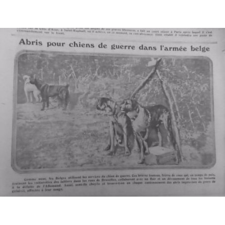 1915 ABRIS CHIEN GUERRE ARMEE BELGE