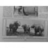 1916 ELEPHANTS CHARRUE LABOURER CHAMPS TARN-ET-GARONNE EXCELENTE MAIN D'OEUVRE