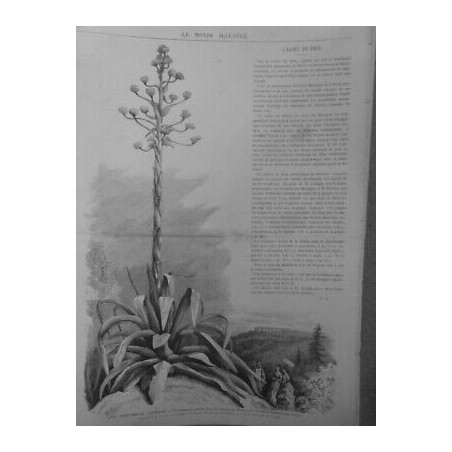 1872 MI MERVEILLE FLORAISON PLEINE TERRE ALOES PECQ SAINT-GERMAIN-EN-LAYE