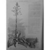 1872 MI MERVEILLE FLORAISON PLEINE TERRE ALOES PECQ SAINT-GERMAIN-EN-LAYE