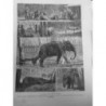 1891 1906 ELEPHANT TRAVAIL ASIE  3 JOURNAUX