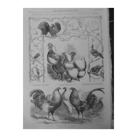 1853 EXPOSITION METROPOLITAN PIGEONS POULES DIFFERNTS PAYS RACES