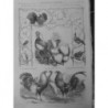 1853 EXPOSITION METROPOLITAN PIGEONS POULES DIFFERNTS PAYS RACES