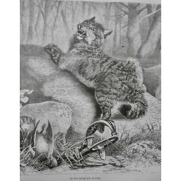 1874 CHASSE ILLUSTRE CHAT SAUVAGE PRIS PIEGE