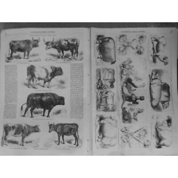 1856 I CONCOURS AGRICOLE UNIVERSEL ESPECES BOVINES OVINE PORCINE BASSE COUR