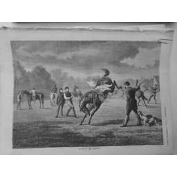 1874 I DRESSAGE YEARLINGS