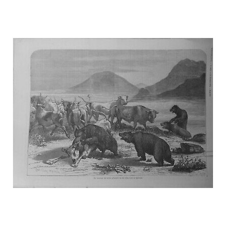 1874 TROUPEAU BOEUFS ATTAQUES OURS DAUPHINE