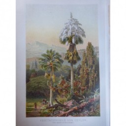 1880 GRAVURE SRI LANKA CEYLAN VEGETATION PLANTES ARBRES HABITANTS