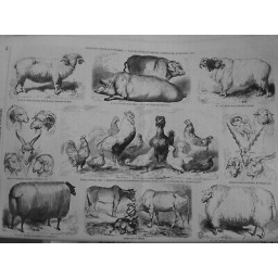 1856 I CONCOURS AGRICOLE UNIVERSEL ESPECES OVINES PORCINES ANIMAUX BASSE COUR