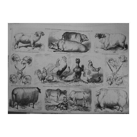 1856 I CONCOURS AGRICOLE UNIVERSEL ESPECES OVINES PORCINES ANIMAUX BASSE COUR