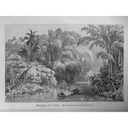 1880 GRAVURE INDONESIE ILE JAVA BAMBOUS FLEUVE PIROGUE