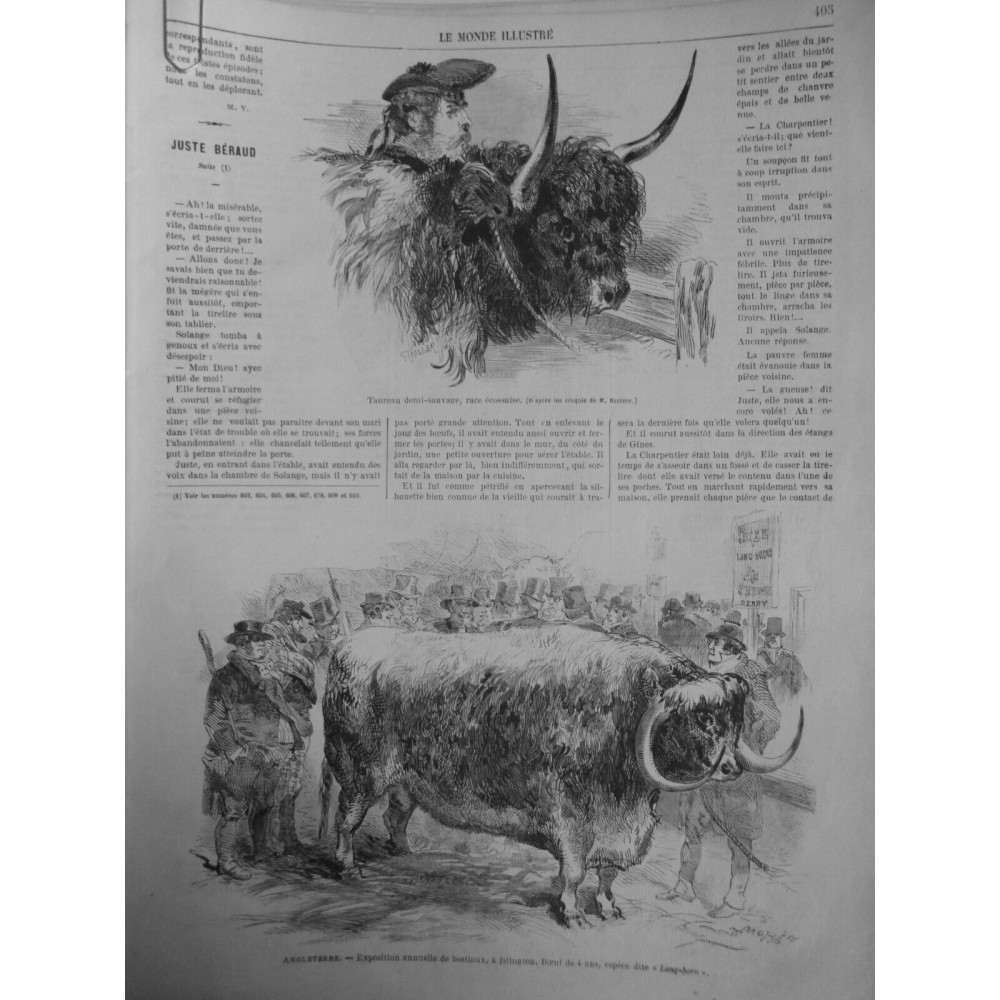 1864 MI TAUREAU DEMI SAUVAGE RACE ECOSSAISE EXPOSITION BESTIAUX ISLINGTON