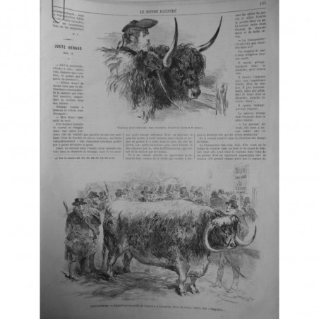 1864 MI TAUREAU DEMI SAUVAGE RACE ECOSSAISE EXPOSITION BESTIAUX ISLINGTON