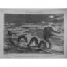 1881 MI SERPENT MER DESSIN M.HAENEN