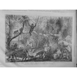 1872 OFFENBACH ROI CAROTTE ÎLE SINGES LIANES VEGETATION