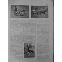 1914/1918 CHIEN SANITAIRE SAINT-BERNARD TERRE-NEUVE TRANSPORT OBJET