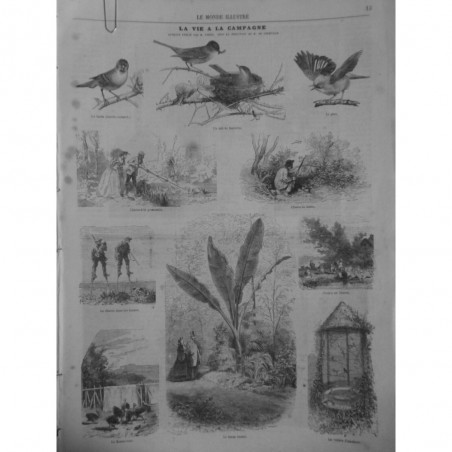 1862 MI VIE CAMPAGNE NID FAUVETTE CHASSE GRENOUILLE FAISAN VOLIERE MUSA ENSETE