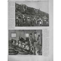 1899 VI THE HIMALAYA TUKVAR RECOLTE FEUILLES HOTTE FEMME NETTOYAGE DARJELING