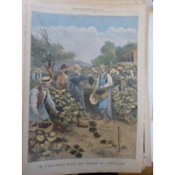 1906 1907 FALLIERES PRESIDENT REPUBLIQUE LOUPILLON VIGNES RAISINS VENDANGE