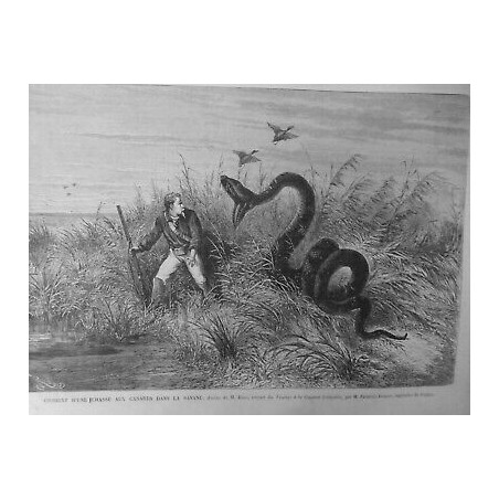 1867 UI INCIDENT CHASSE CANARDS CHASSEUR SURPRIS ENORME SERPENT DESSIN M.RIOU