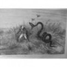 1867 UI INCIDENT CHASSE CANARDS CHASSEUR SURPRIS ENORME SERPENT DESSIN M.RIOU