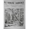 1883 SA EXPORTATION BOIS FORET TRANSPORT SCIE CHEVAUX