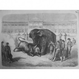 1865 MI CIRQUE MADRID COMBAT TAUREAU ELEPHANT