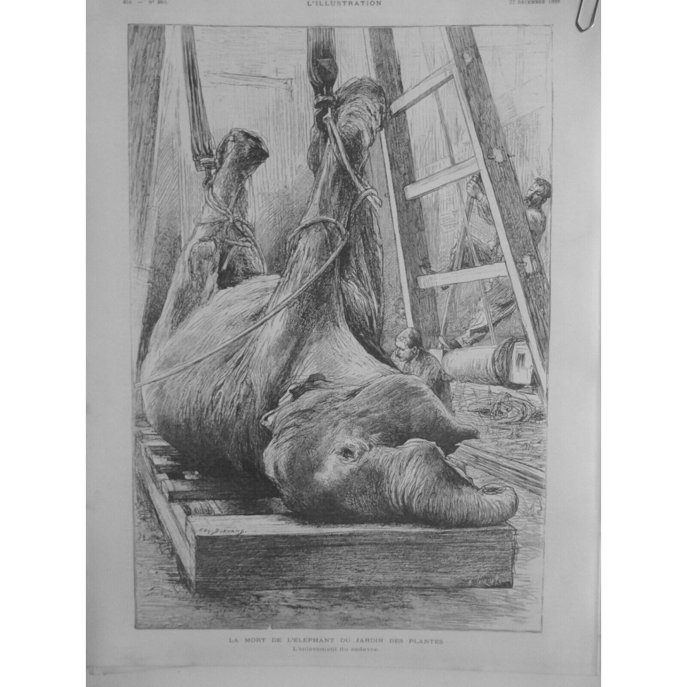 1888 I  MORT ELEPHANT JARDIN PLANTES