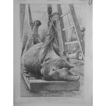 1888 I  MORT ELEPHANT JARDIN PLANTES