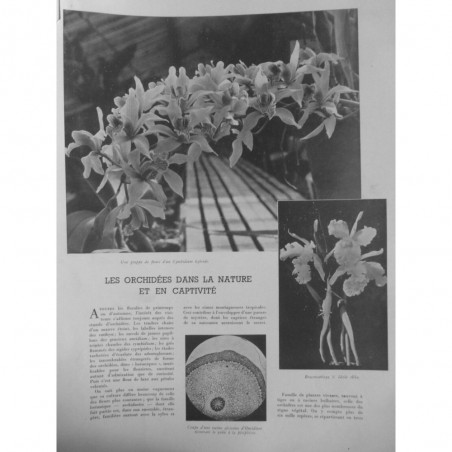 1941 I ORCHIDEES