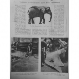 1943 I TANNAGE UTILISATION PEAU ELEPHANT