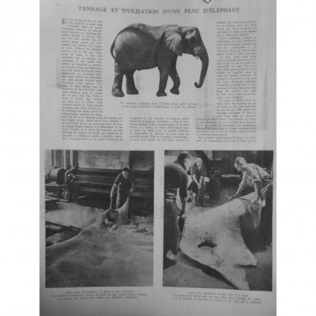 1943 I TANNAGE UTILISATION PEAU ELEPHANT