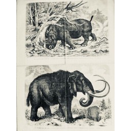 1867 UI MAMMOUT FOSSILE RECONSTITUTION M ADAMS ST PETERSBOURG RHINOCEROS