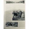 1921 I MAMMOUTH BISON ROYAL MISSOURI MASTODONTES GLACE MYLODON GLYPTODON