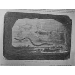 1867 I EXPOSITIONUNIVERSELLE AQUARIUM EAU DOUCE DESSIN GAILDRAU