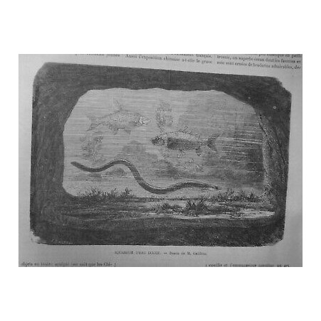 1867 I EXPOSITIONUNIVERSELLE AQUARIUM EAU DOUCE DESSIN GAILDRAU