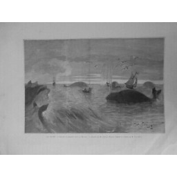 1889 HAVRE GROUPE BALEINES MANCHE DESSIN M GASTON NOURY