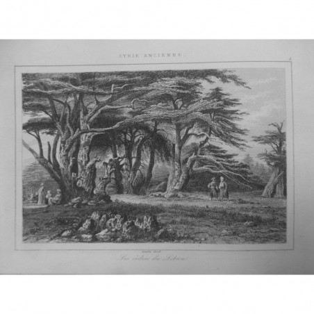 1835 GRAVURE SYRIE ANCIENNE CEDRES DU LIBAN ARBRES CONIFERES