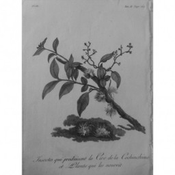 1835 GRAVURE VIETNAM INSECTES PLANTES CIRE COCHINCHINE