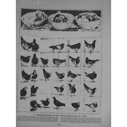 1891 PIGEONS VOYAGEUR TYPE PIGEONNIER RACE