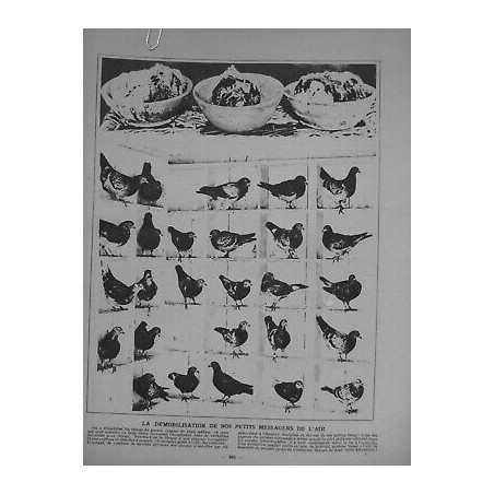 1891 PIGEONS VOYAGEUR TYPE PIGEONNIER RACE