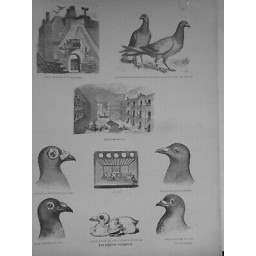 1891 PIGEONS VOYAGEUR TYPE PIGEONNIER RACE