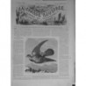 1872 PIGEONS VOYAGEUR CHASSE MESSAGER