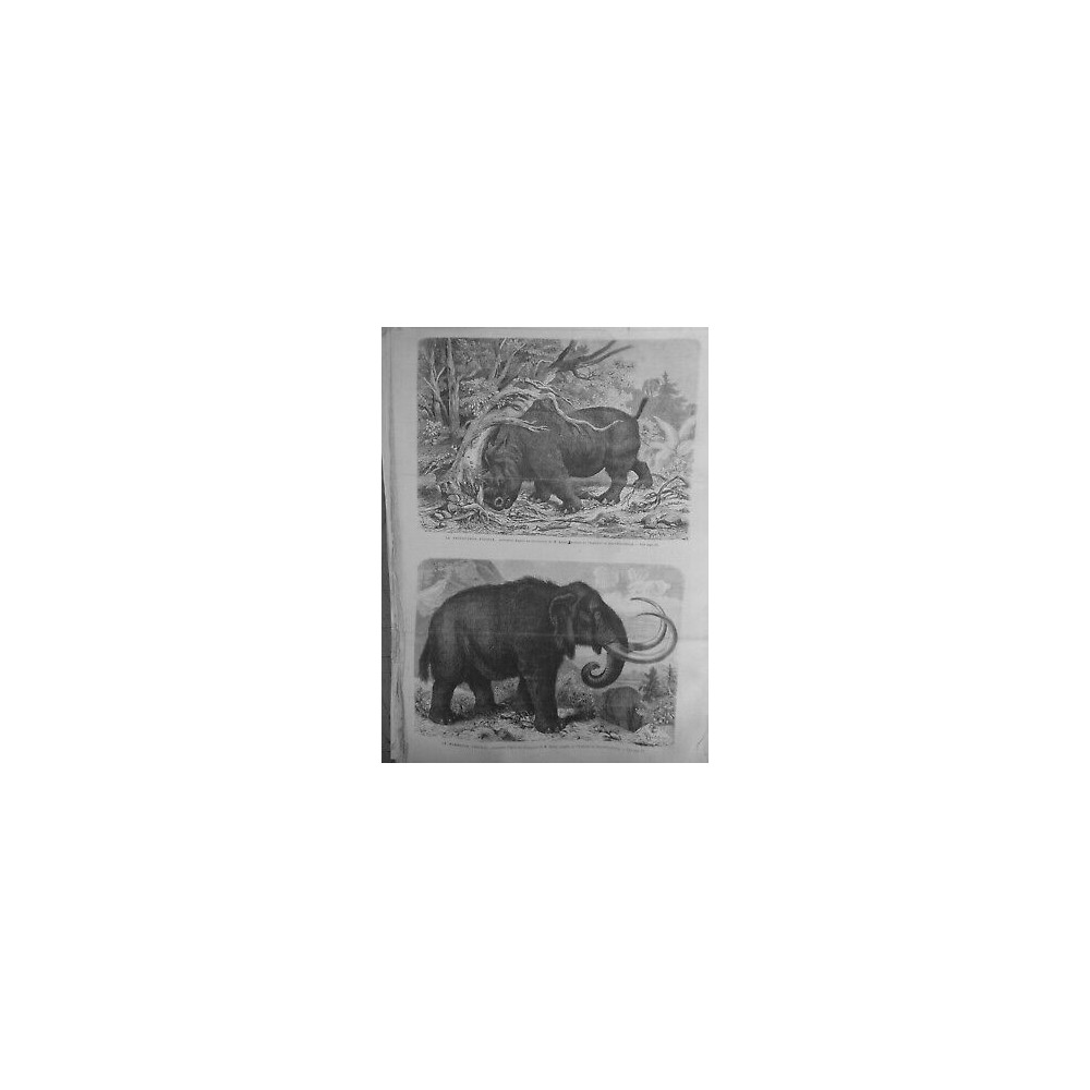 1867 UI RHINOCEROS MAMMOUTH DECOUVERTE ADAMS ACADEMIE ST PETERSBOURG