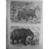 1867 UI RHINOCEROS MAMMOUTH DECOUVERTE ADAMS ACADEMIE ST PETERSBOURG